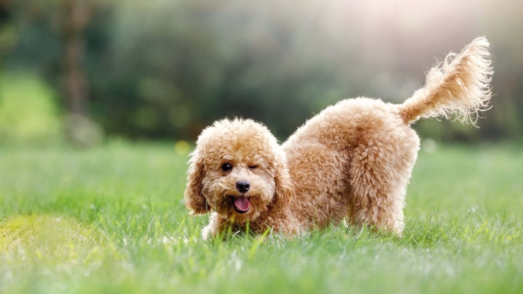 5 Common Health Signs every Maltipoo owner should never ignore.